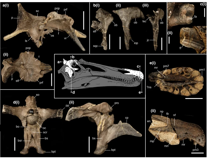 Файл:Ceratosuchops holotype.webp