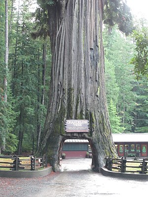 Chandelier Tree is a coast redood with a tunnel through it. Above the tunnel ther is a sign that reads CHANDELIER TREE Height: 315 ft.  Diameter: 21 ft. Maximum Age: 2400 yrs DRIVE-THRU TREE PARK  Leggett  CA