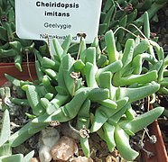 Cheiridopsis imitans