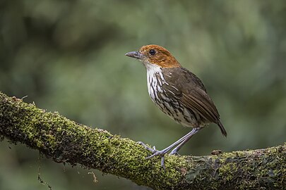 Chestnut-crowned antpitta Grallaria ruficapilla Colombia