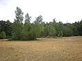 Clairière dans le bois des Côtes, au sud de la commune.