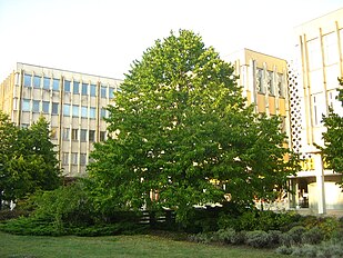 Habitus of a young tree - ca. 40 years old