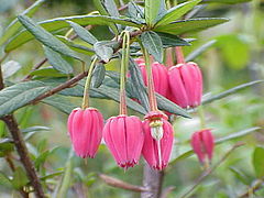 Crinodendron hookerianum.