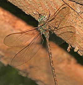 Gynacantha mexicana