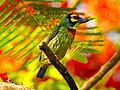 Coppersmith barbet in Queen Sirikit Park, Thailand.