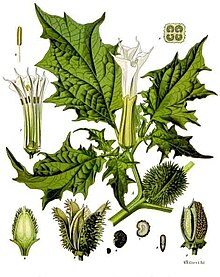 220px-Datura_stramonium_-_Köhler–s_Medizinal-Pflanzen-051.jpg