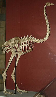 Dinornis maximus, Музей естественной истории (PV A 608) .jpg