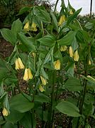 Disporum uniflorum キバナホウチャクソウ