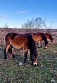 Exmoorský pony v pastevní rezervaci divokých koní a praturů v Milovicích.