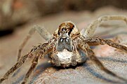 Dolomedes minor by Bryce McQuillan