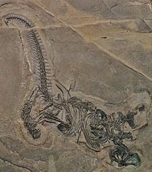 Drepanosaurus unguicaudatus Zogno.JPG