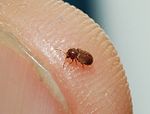 Stegobium paniceum, minuscule coléoptère long de quelques millimètres, sur l'extrémité d'un doigt.