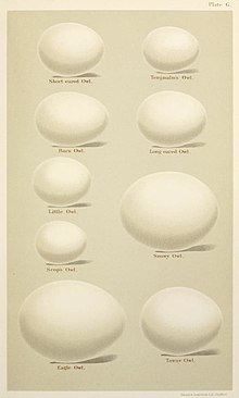An illustration of 8 European owl species' eggs, with the snowy owl in the middle of the right row. Note the much larger egg of the Eurasian eagle-owl at bottom. Eggs of British Birds Seebohm 1896 Plate6.jpg