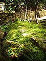 Coin de verdure à proximité du temple.