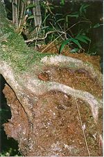 Miniatura para Parque nacional Bosque del Sureste