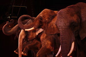 Elephant in a circus presentation.