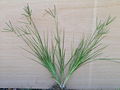 Indian goosegrass (Eleusine indica)
