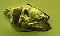 Cráneo de Enchodus lewesiensis