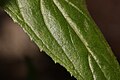 Epilobium glaberrimum 3846. 
 JPG