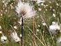 Wollegras (Eriophorum)