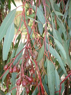 Eucalytus sideroxylon: fruits et bourgeons avec opercules