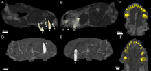 Radiographie sur fond noir montrant des rangées dentaires grises (les dents sont en jaune) de l'holotype (D-F) et du deuxième spécimen (A-C).