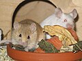 Mice with food Photograph: Whitesky
