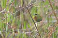 Bamboo stalks