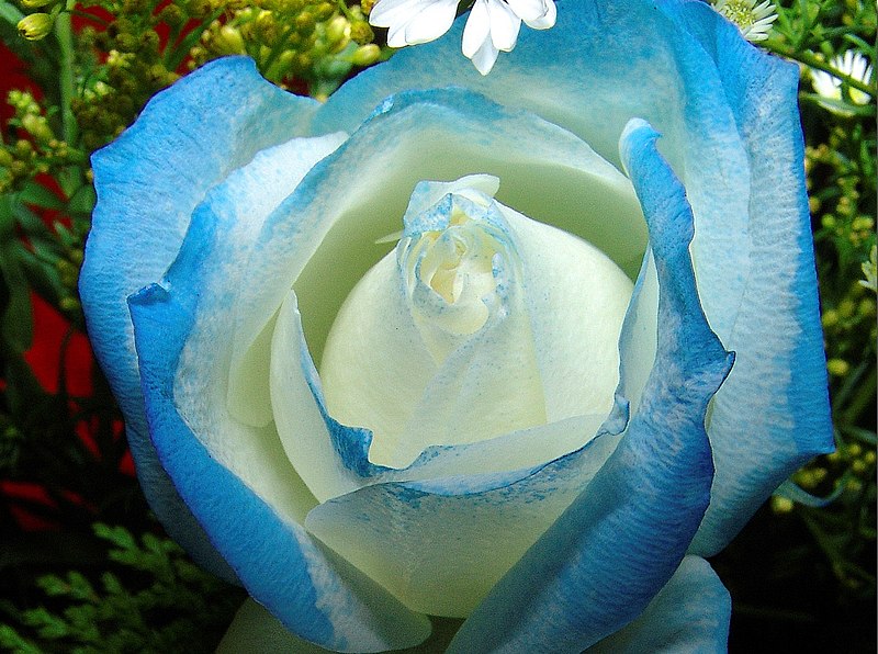 File:Flor azul 1 REFON.JPG