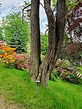 Grimma, Ginkgo im Park an der Gattersburg