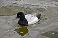 Greater scaup