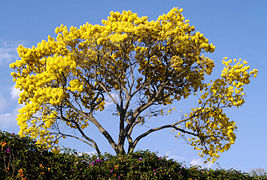 Guayacán (Tabebuia chrysantha)