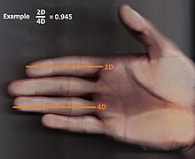 http://it.wikipedia.org/wiki/Digit_ratio