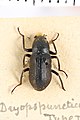 Helichus puncticollis