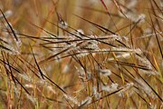 Heteropogon sp.