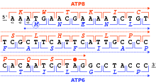 Reading frames in the DNA sequence of a region of the human mitochondrial genome coding for the genes MT-ATP8 and MT-ATP6 (in black: positions 8,525 to 8,580 in the sequence accession NC_012920 ). There are three possible reading frames in the 5' - 3' forward direction, starting on the first (+1), second (+2) and third position (+3). For each codon (square brackets), the amino acid is given by the vertebrate mitochondrial code, either in the +1 frame for MT-ATP8 (in red) or in the +3 frame for MT-ATP6 (in blue). The MT-ATP8 genes terminates with the TAG stop codon (red dot) in the +1 frame. The MT-ATP6 gene starts with the ATG codon (blue circle for the M amino acid) in the +3 frame. Homo sapiens-mtDNA~NC 012920-ATP8+ATP6 Overlap.svg