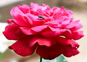 Immagine Housefly (Musca domestica) on a red rose.jpg.
