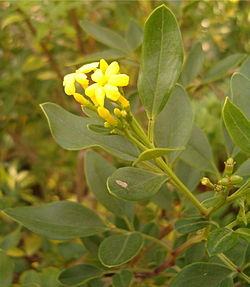 Jasminum odoratissimum em flor.