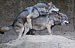 Korean wolves mating (cropped).jpg