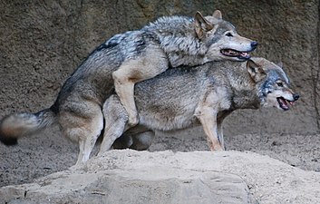 La copulation, comme ici chez un couple (en) de loups.