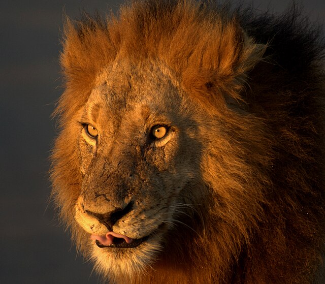 A lion in the Kruger National Park