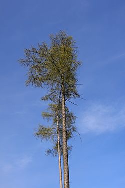 Karpatiniai maumedžiai (Larix decidua var. carpatica)