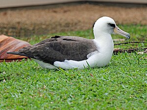 Ĉe Princeville, Kauai, Havajo