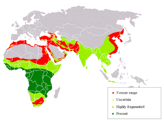 Mapa de distribuição do leopardo: original (vermelho); presente (verde), altamente fragmentado(verde claro), incerto (amarelo).