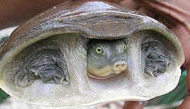 Лопатева черепаха плямиста