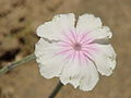 floro de koronaria sileno (Silene coronaria)