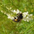 Virágait kedvelik a méhek (Moszkvai terület)
