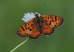 Une mélitée orangée. (définition réelle 3 250 × 2 261)