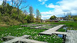 湿性植物観察エリア