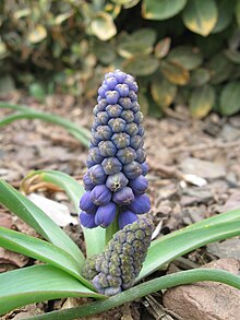A bulb of Muscari has reproduced vegetatively underground to make two bulbs, each of which produces a flower stem. Muscari displaying vegetative reproduction.JPG